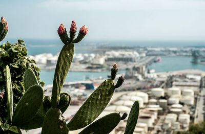 Close-up of cactus against harbor