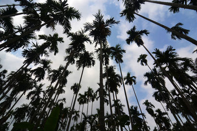 Low angle view of coconut palm trees against sky