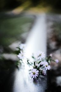 Close-up of white flowers