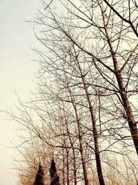 Low angle view of bare trees against clear sky