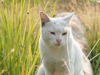 Close-up of a cat lying on grass