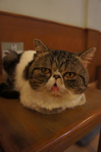 Close-up portrait of cat at home