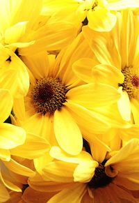 Close-up of yellow flower