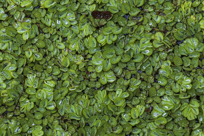 Full frame shot of berries