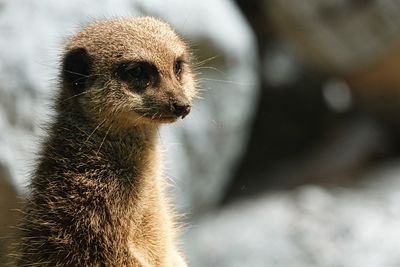 Close-up of an animal