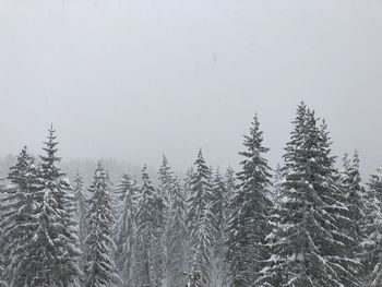 Pine trees on snow covered land against sky