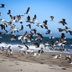 Flock of seagulls flying at beach against clear blue sky