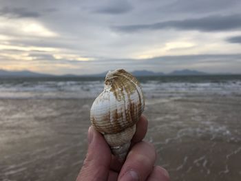 Cropped hand of person holding shell at beach against sky