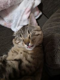 Close-up of cat resting on blanket at home