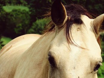 Close-up portrait of horse