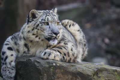 Close-up of snow leopard