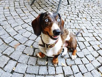 Portrait of dog sitting on sidewalk