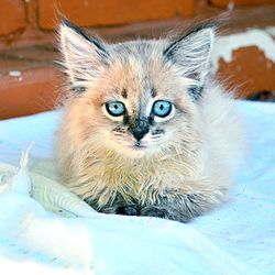Close-up portrait of cat
