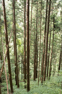 Trees in forest