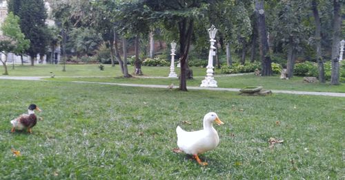 View of ducks on grass in park