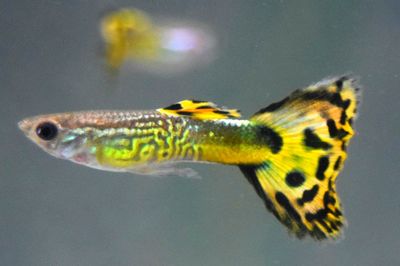 Close-up of yellow turtle underwater