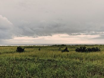 Scenic view of field against sky