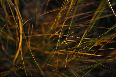 Close-up of wheat growing on field