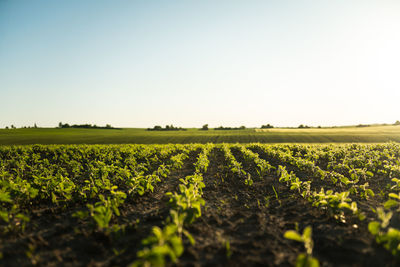 Scenic view of field against clear sky