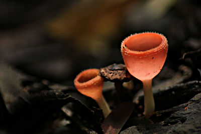 Close-up of mushroom