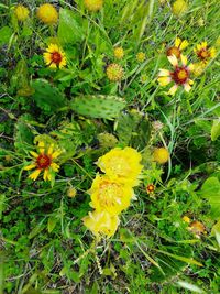 Close-up of yellow flowers