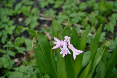 Close-up of pink flowers blooming outdoors