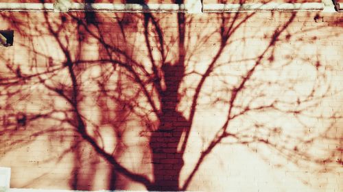 Close-up of tree