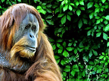 Close-up of monkey on tree