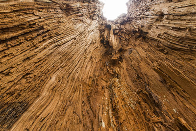 Full frame shot of tree trunk