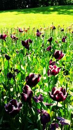 Close-up of tulips blooming in field