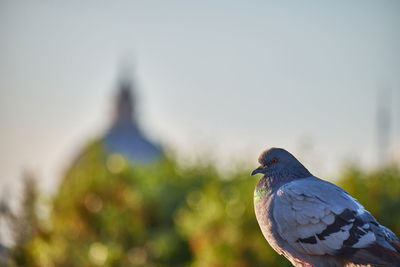 Close-up of pigeon perching on a wall