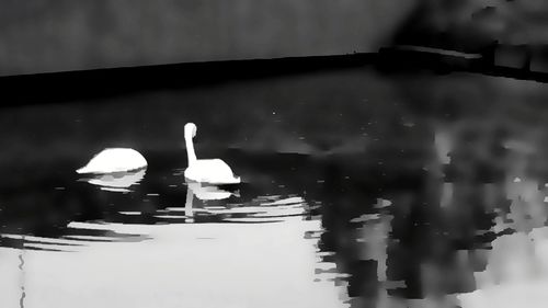 Close-up of swan swimming in lake