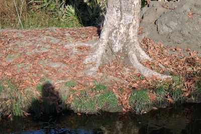 Close-up of tree