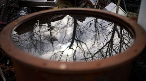 Reflection of tree in mirror