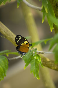 Butterfly on leaf