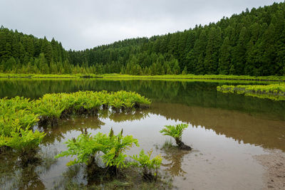 Scenic view of lake by trees in forest against sky