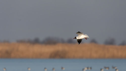 Seagulls flying against the sky