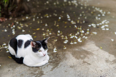 Portrait of cat sitting outdoors