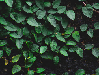 High angle view of leaves