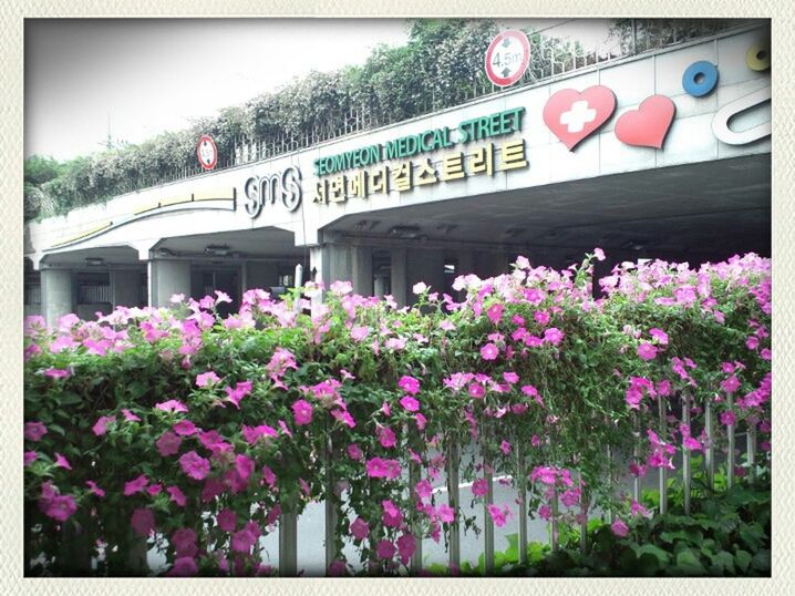 flower, built structure, transfer print, architecture, building exterior, text, plant, auto post production filter, growth, pink color, tree, western script, day, freshness, nature, outdoors, no people, sky, fragility, city