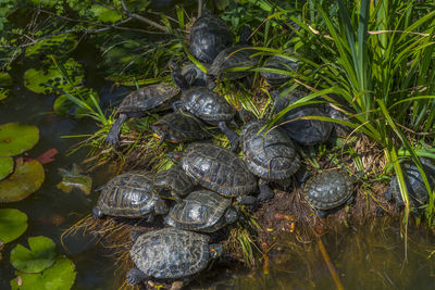 High angle view of turtle in lake