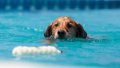 Portrait of dog swimming in pool