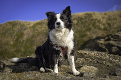 Close-up of dog