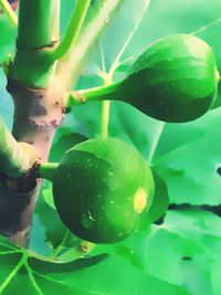 Close-up of green leaves