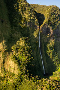 Scenic view of waterfall in forest