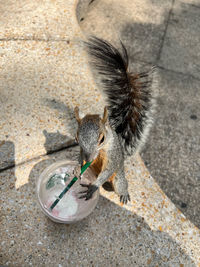 Close-up of squirrel, squirrel drinking a smoothie