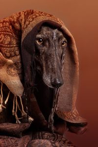 Close-up portrait of dog