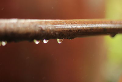 Close-up of water drops on rusty pipe