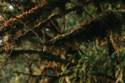 Close-up of lichen growing on tree trunk