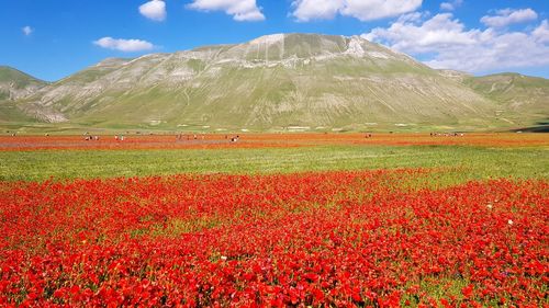 Red flowering plants on field against sky